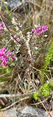 Indigofera sp11