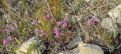 Indigofera sp11
