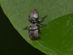 Cephalotes goniodontus
