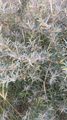 Hippophae rhamnoides