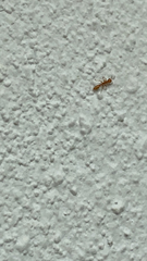 Pseudomyrmex pallidus