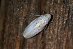 Prairiana