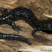 Speckled Black Salamander - Photo (c) Todd Pierson, some rights reserved (CC BY-NC-SA)