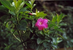 Symbolanthus mathewsii