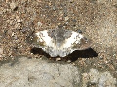 Polyctor cleta
