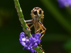 Dicranus jaliscoensis