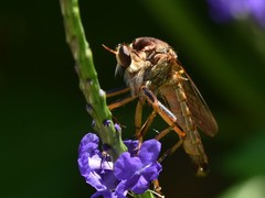 Dicranus jaliscoensis