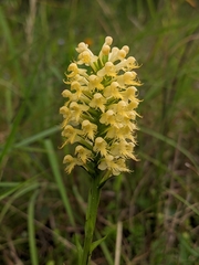 Platanthera × canbyi