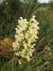 Platanthera × canbyi