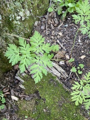 Dicentra eximia