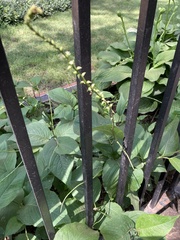 Persicaria virginiana