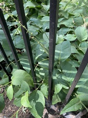 Persicaria virginiana