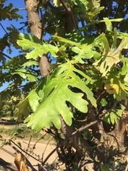 Quercus frainetto