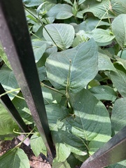 Persicaria virginiana