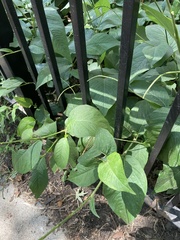 Persicaria virginiana