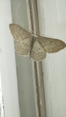 Scopula incanata