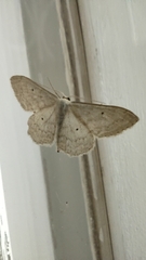 Scopula incanata