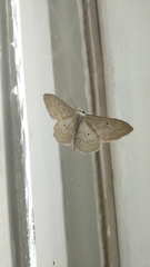 Scopula incanata