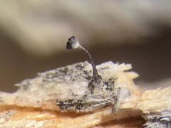 Mycocalicium subtile