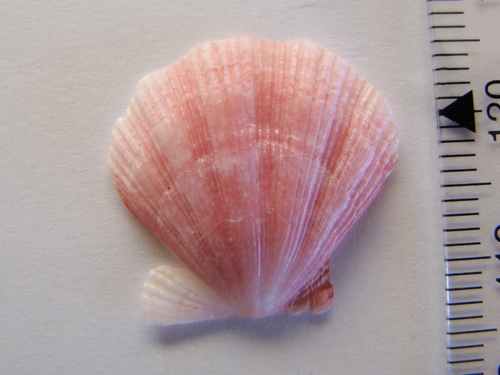 Mesopeplum convexum
