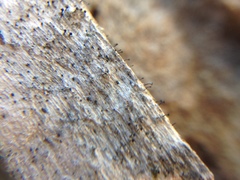 Mycocalicium subtile