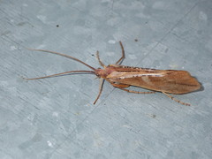 Nemotaulius punctatolineatus