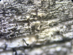 Mycocalicium subtile