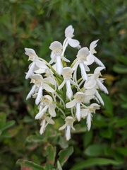 Platanthera blephariglottis blephariglottis