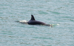 Tursiops truncatus ponticus