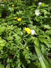 Ranunculus auricomus