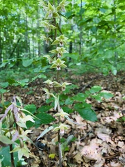 Epipactis
