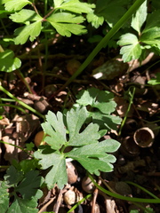 Ranunculus auricomus