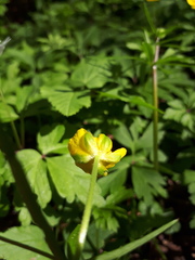 Ranunculus auricomus
