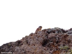 Falco tinnunculus dacotiae