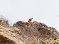 Falco tinnunculus dacotiae