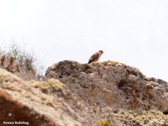 Falco tinnunculus dacotiae