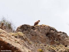 Falco tinnunculus dacotiae