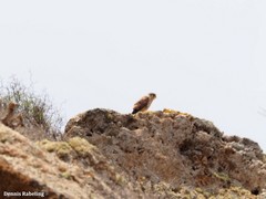 Falco tinnunculus dacotiae