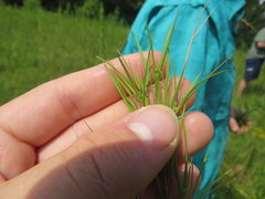 Dichanthelium neuranthum