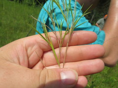 Dichanthelium neuranthum