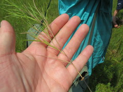 Dichanthelium neuranthum