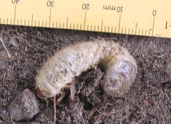 Pericoptus truncatus