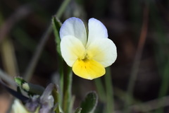 Viola hymettia