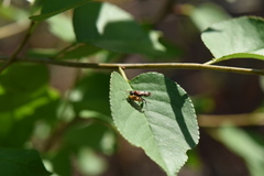 Alysson tricolor