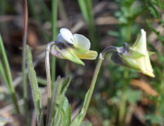 Viola hymettia