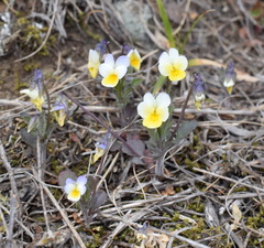 Viola hymettia
