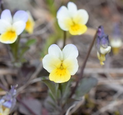 Viola hymettia