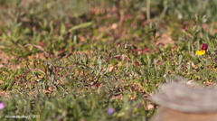 Camissonia strigulosa