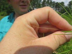 Dichanthelium neuranthum