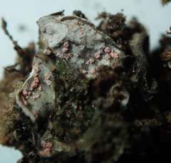 Illosporium carneum
